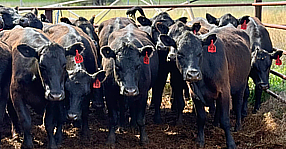 Cattle Auctions image