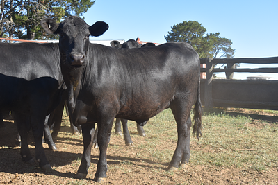 40 Background Heifers.jpg