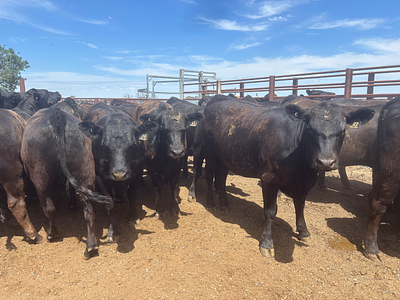 NSM Heifers  COLBINABBIN, Northern Victoria.jpg