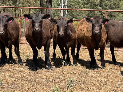 11 Unweaned Steers Dubbo.jpg