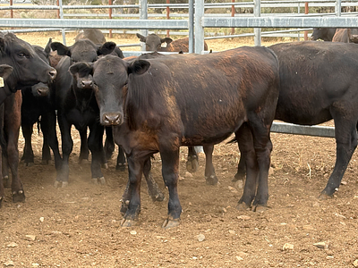 Condoblin heifers.jpg