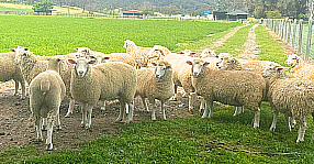 Sheep Auctions image