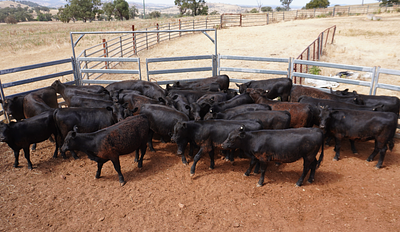 29 Unweaned Heifers Wellington.jpg