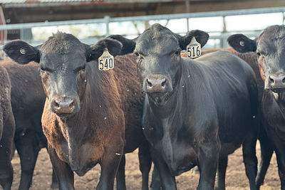 56 Heifers Tullamore.jpg