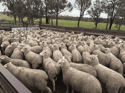 Feedlot Lambs 8.png