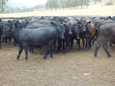 76 Feeder Steers Hunter.jpg